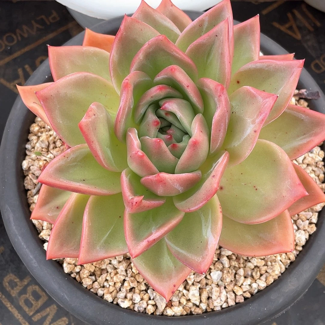 多肉植物一物一拍