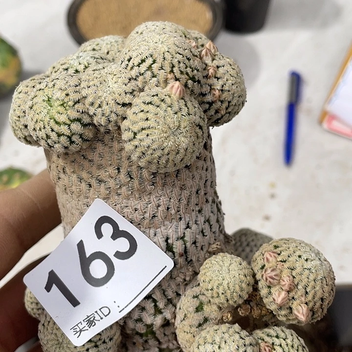 精巧店仙人球163号