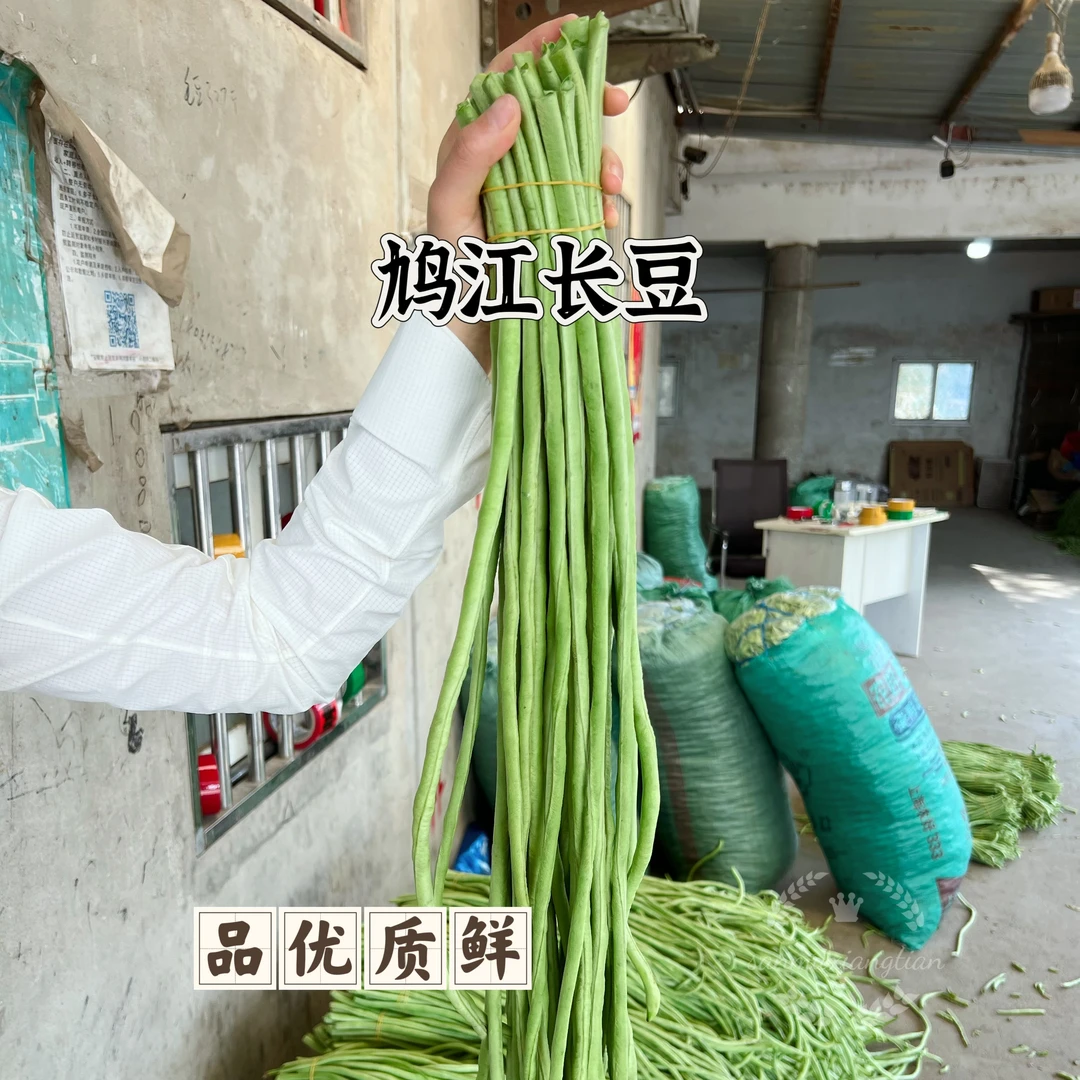 安徽农家新鲜豇豆新鲜长豆角农家自种当季现摘可腌制嫩豆角青长豆子1.5-5斤*顺丰包邮蔬菜优质农产品
