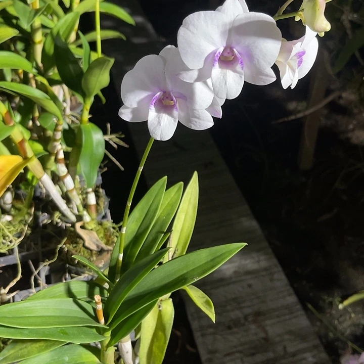 当前无花朵，栽培后可花朵个体蝴蝶341