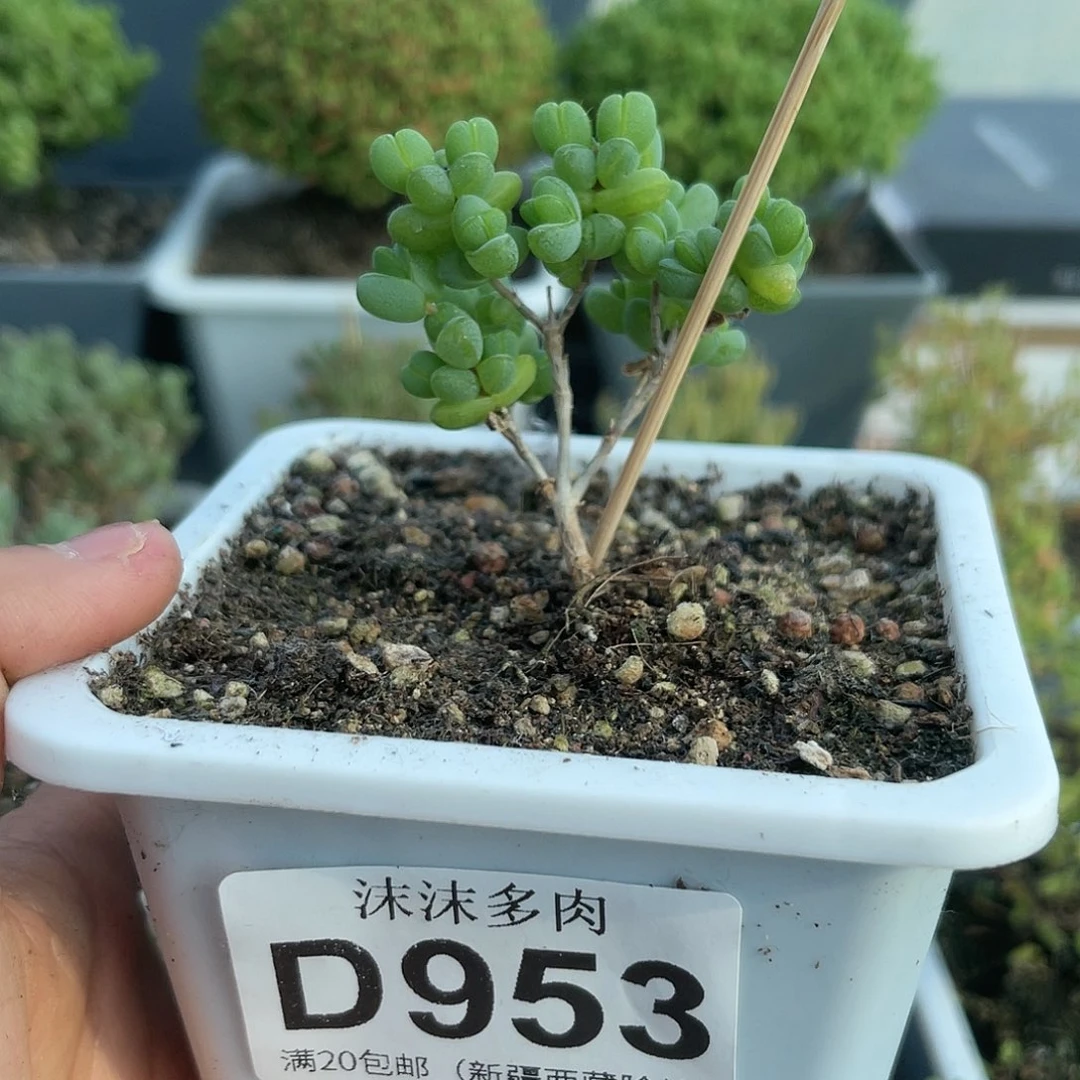 953元宝枝干番杏