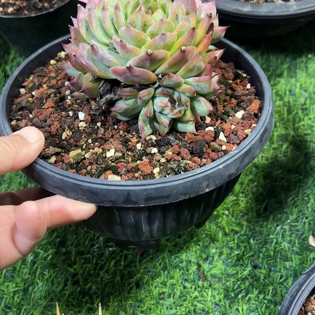 弄***！原始卡罗拉多肉植物