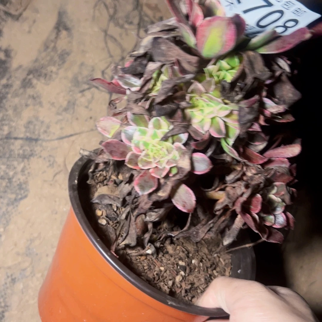 同花顺多肉植物2708