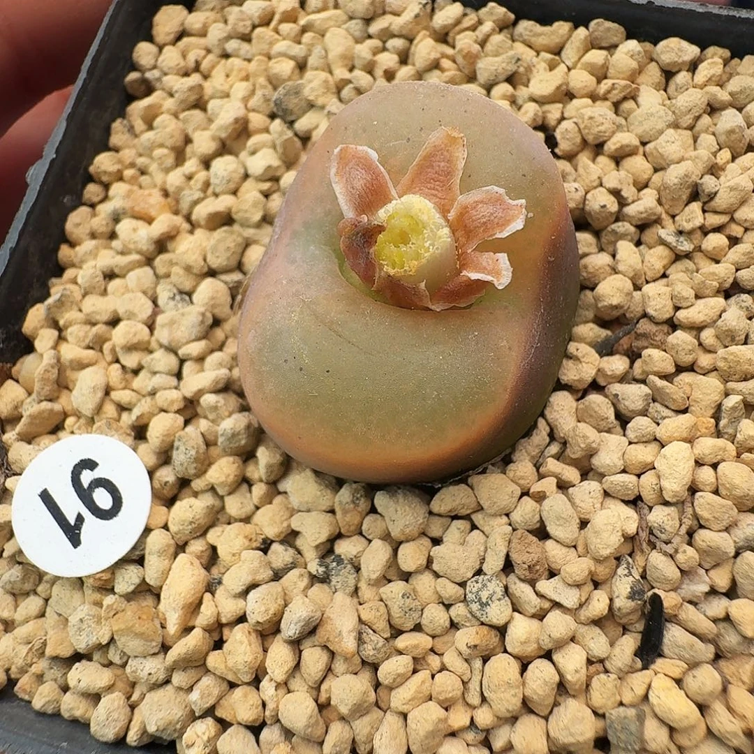 多肉植物福利毛汉尼91