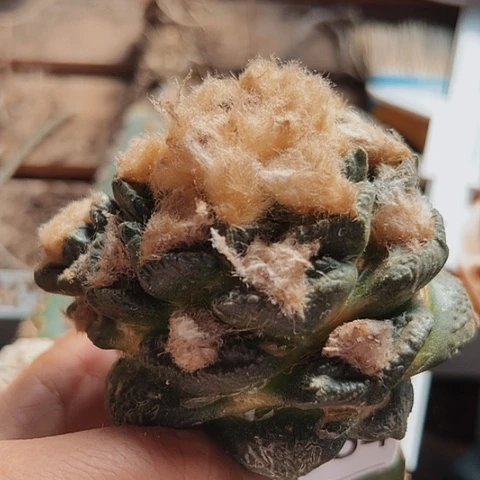 当前无花栽培后可以开花364仙人球