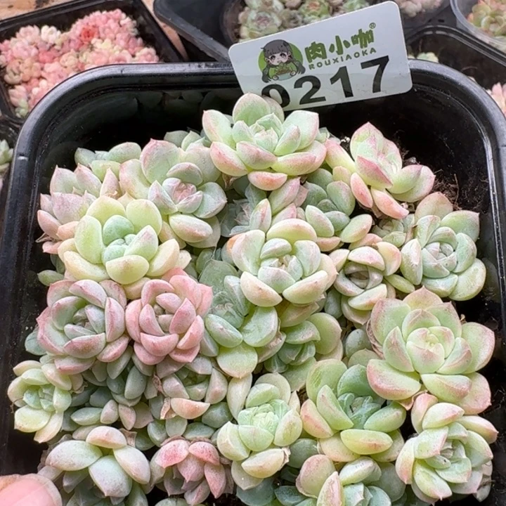 多肉植物多肉植物