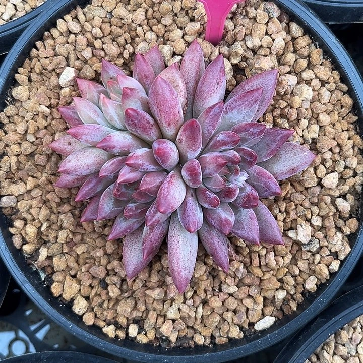 多肉植物钻石虞美人218