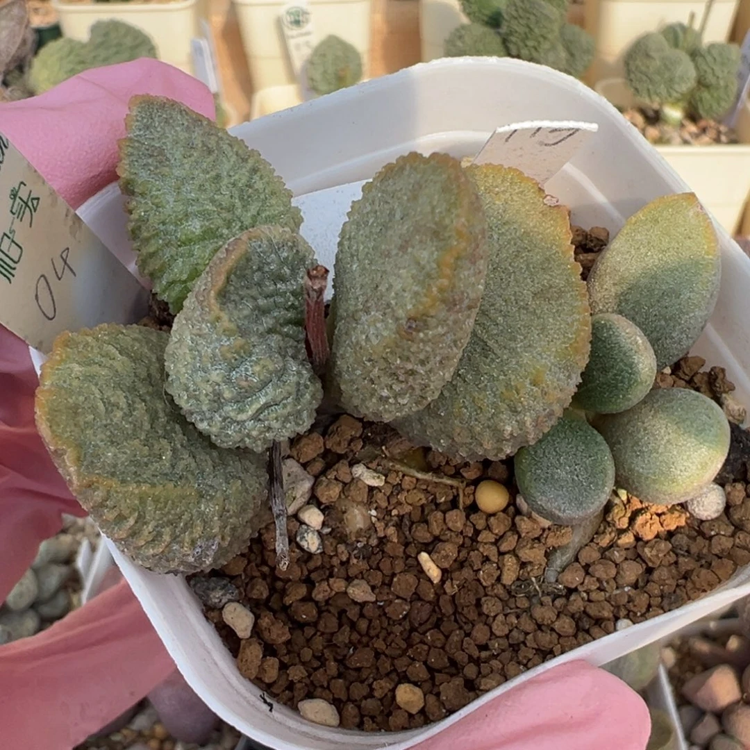 623油炸水泡感带老桩