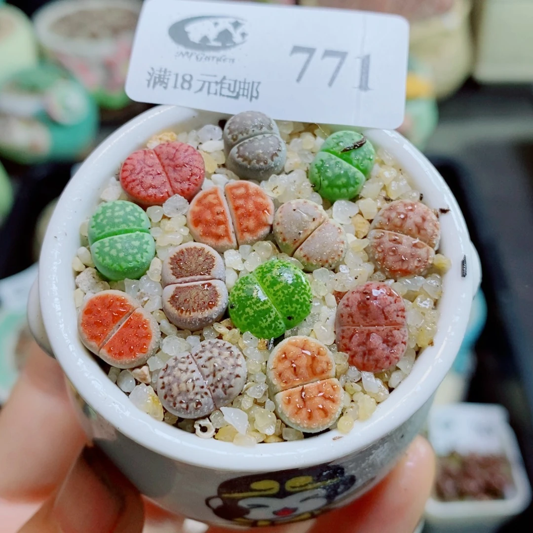 生石花花花花花花花花771