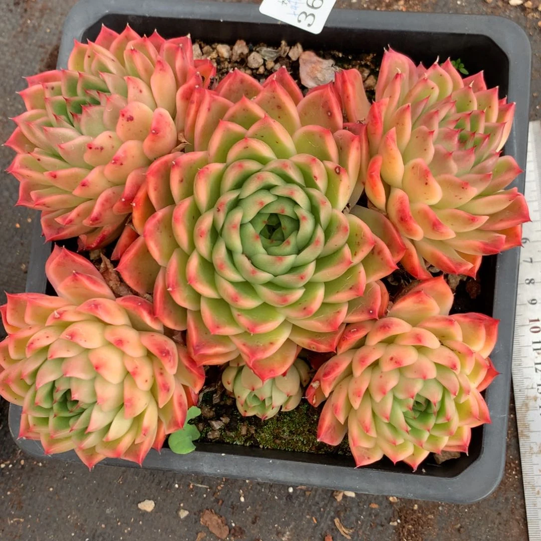 3662杂交多肉植物