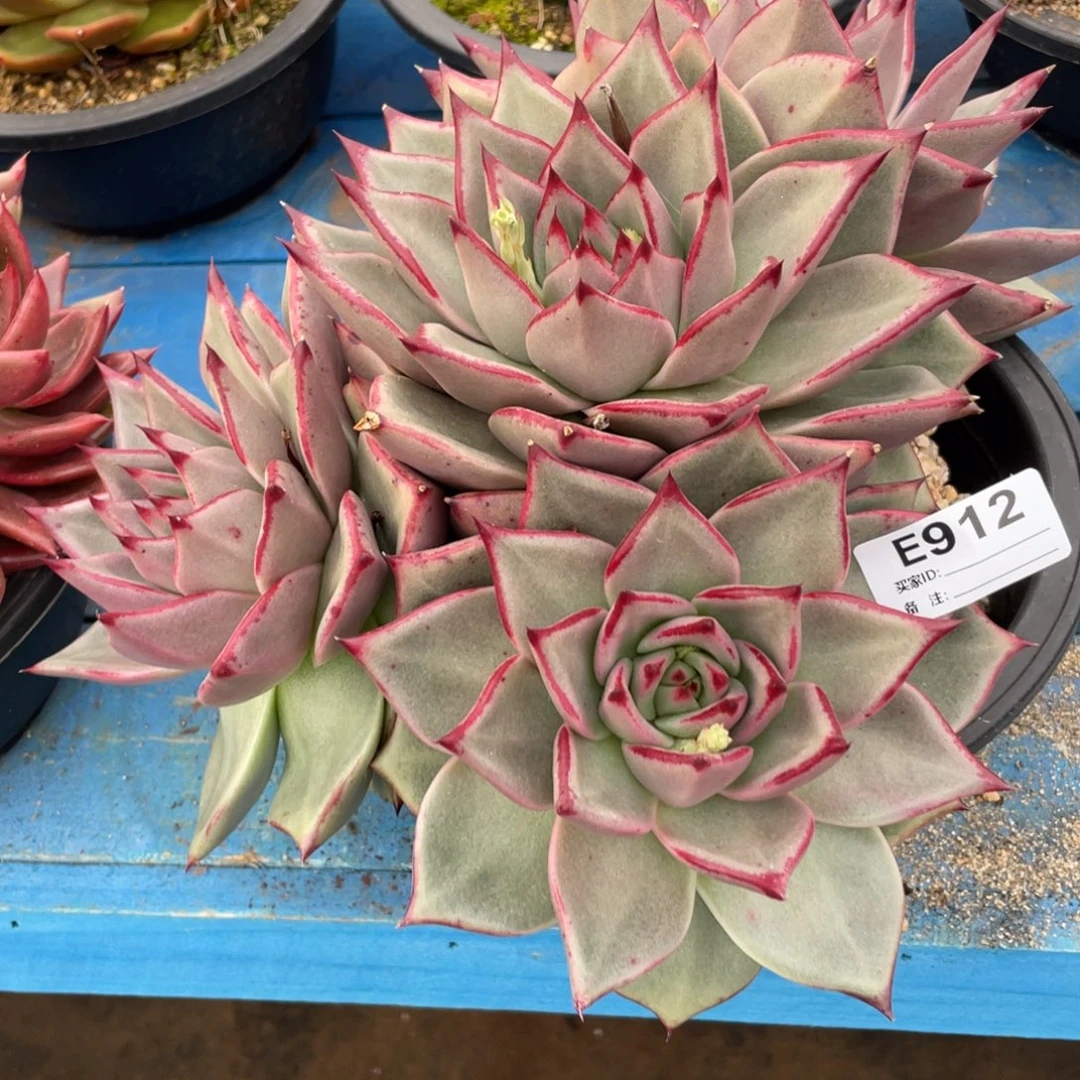 无花朵若如东云组拍E912
