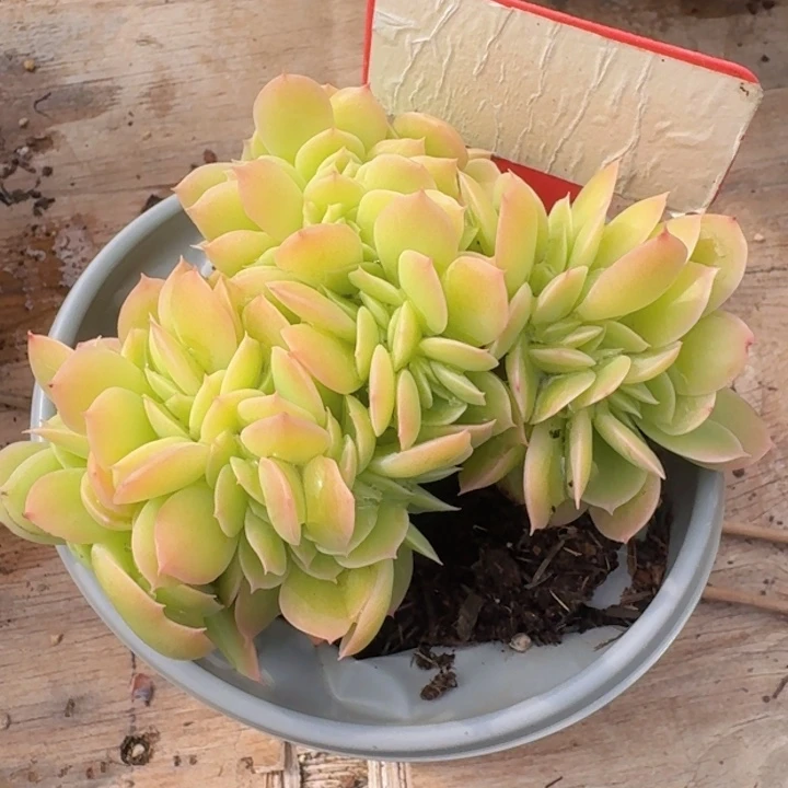 星纳塔缀化623多肉植物一物一拍