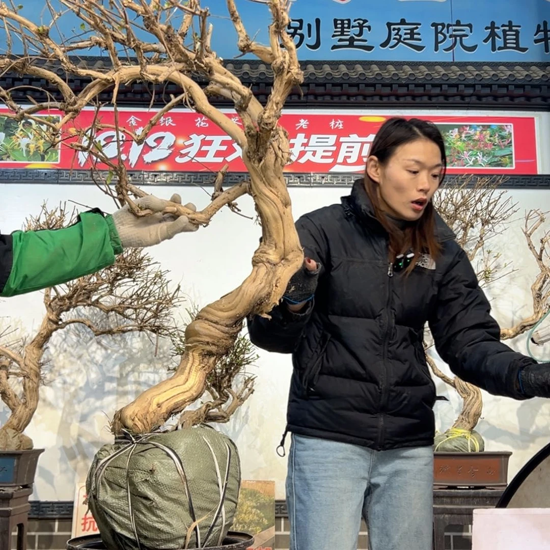 无花朵金银花888888888888888