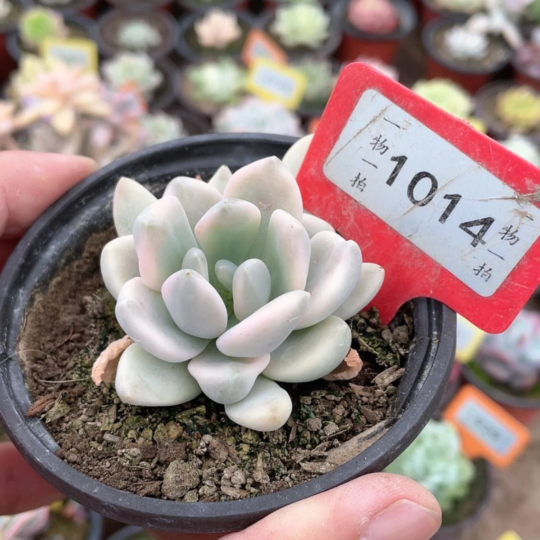 【闪购商品】1014号