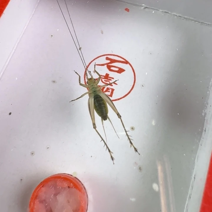 漂亮大个一只合适