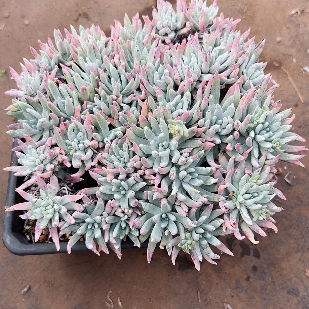 2935雪花仙女杯多肉