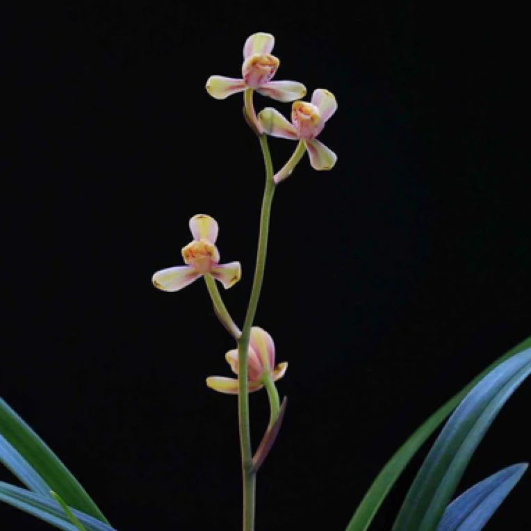 建兰铭品 即将上花 红一品 龙头壮苗 一杆多花浓香型