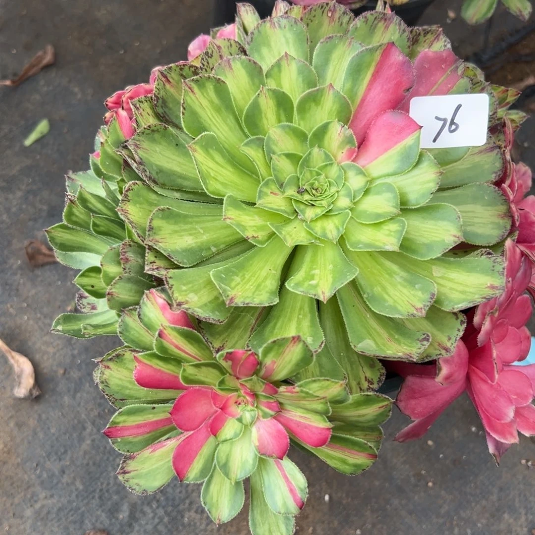 76知否无根多肉植物