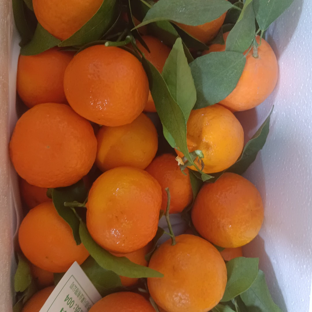 明日见（寸金地）/9斤左右春香蜜柑四川省四川省眉山市