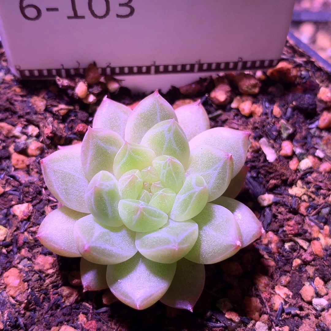 福利黄底暗纹珍妮58包邮