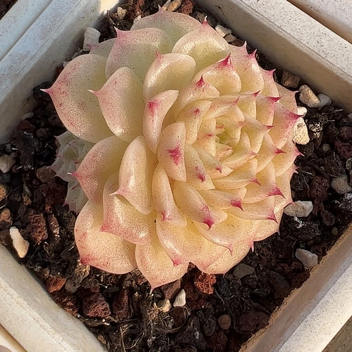 双头小脸麦秆111111