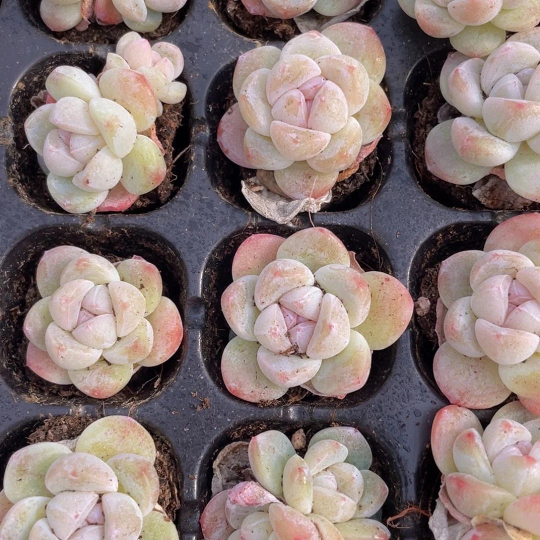 冰玉多肉9.9包邮发货