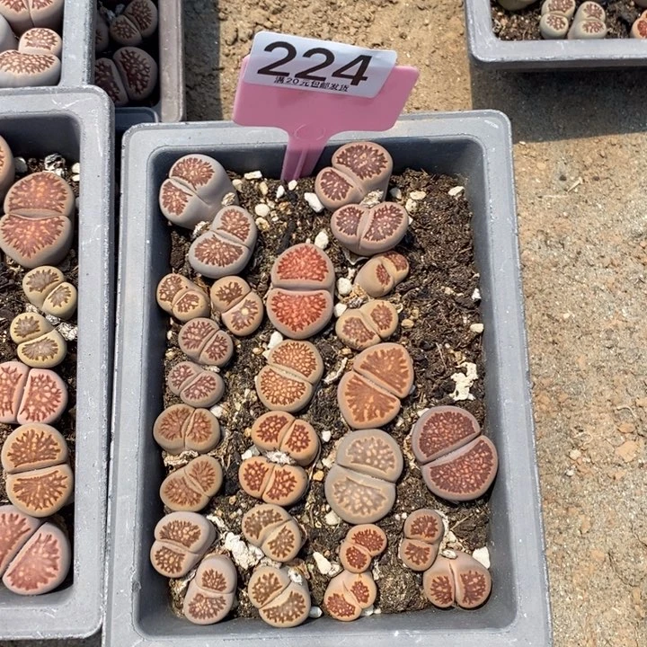 迷***娃生石花的季节是春天224