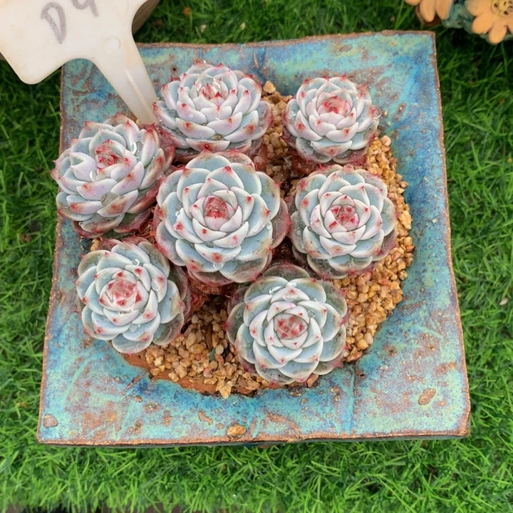 明***纸多肉植物62737273773