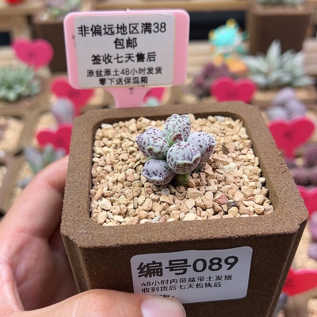 柒*089达摩海豹多肉植物