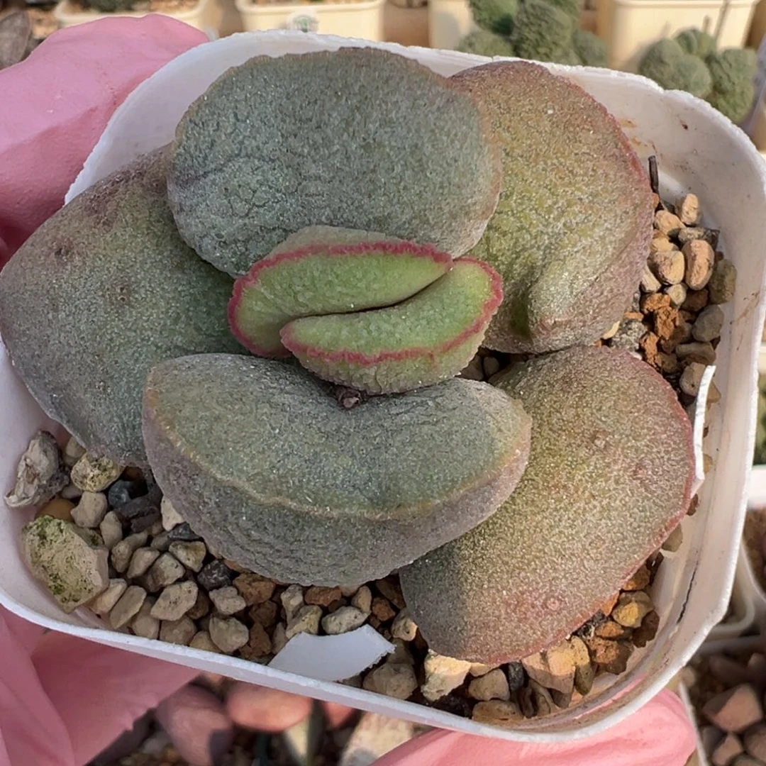 619壮实的一颗超胖红蛋杂交