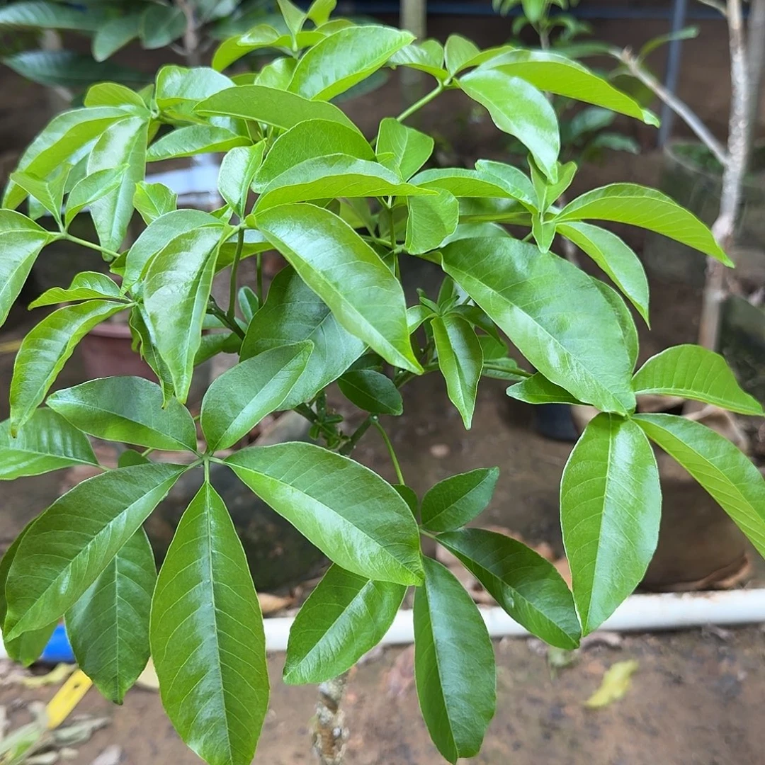 用***0当前无花栽培后可以开花状元红