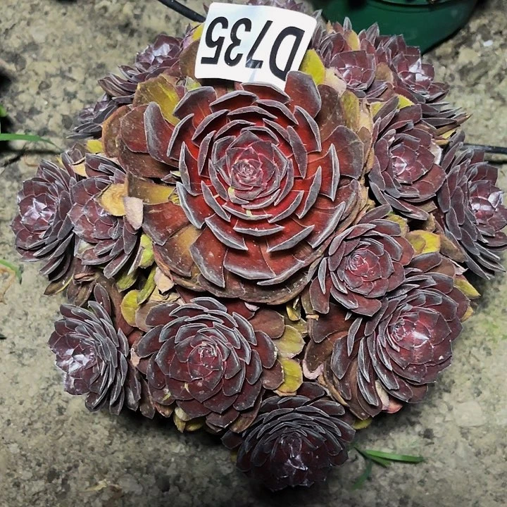 千面男爵32/—6包邮