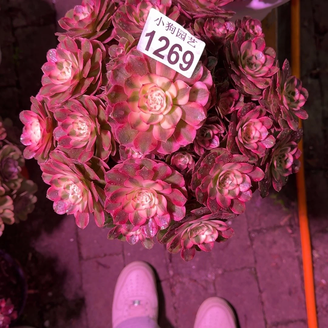 小***子荔枝多肉植物1269