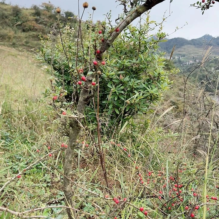 陈***浩无花朵野生荀子一颗