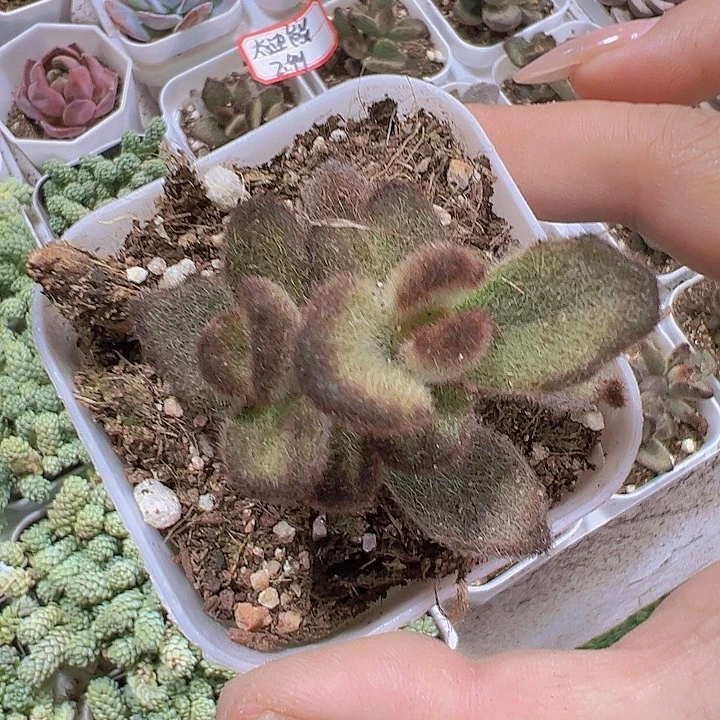 泰迪熊19包邮多肉植物