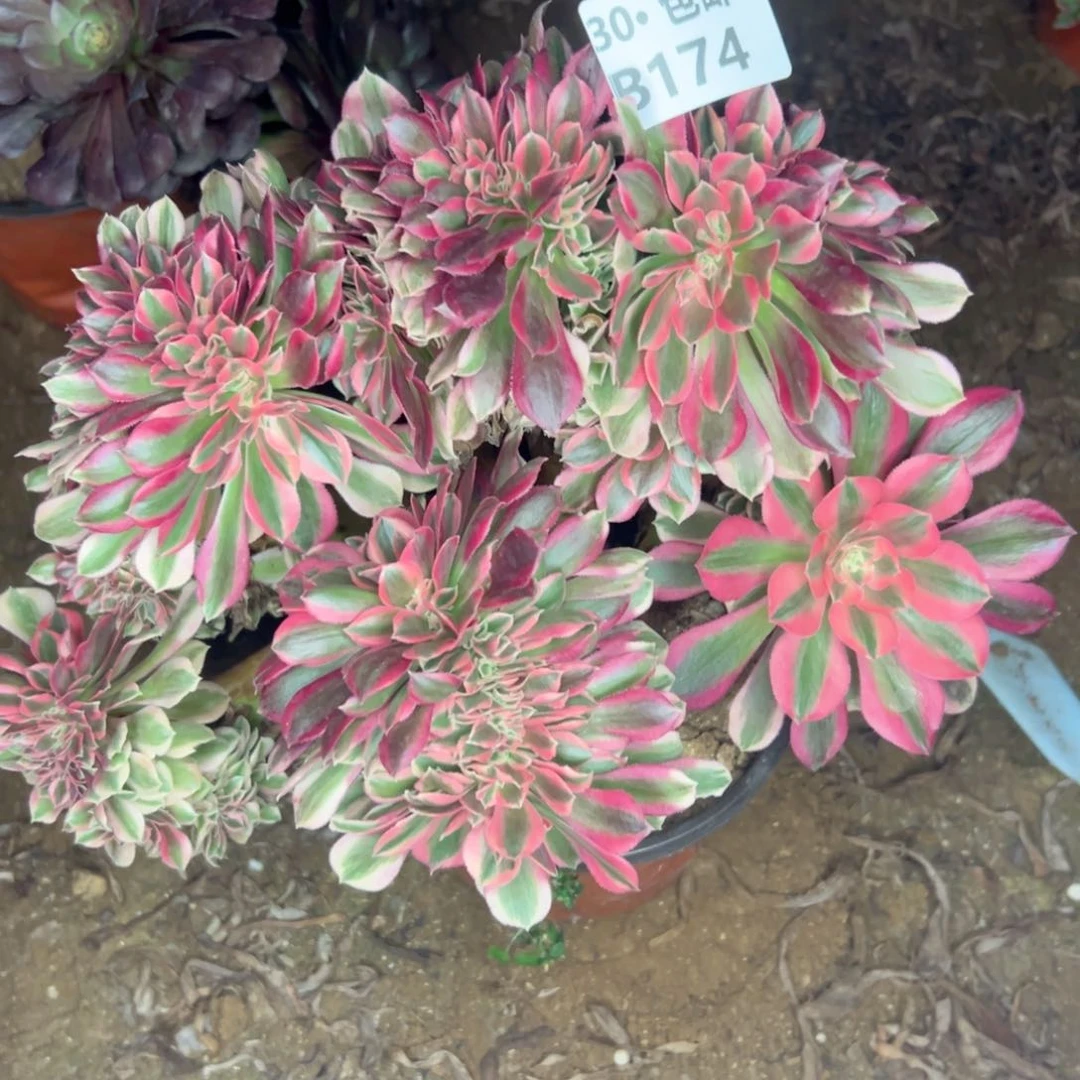 174 多肉不包断枝