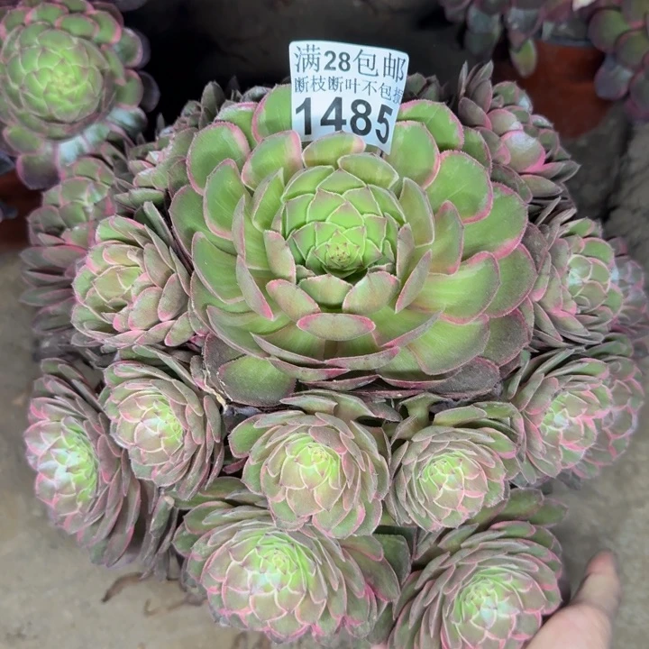 1485莲花座多肉植物