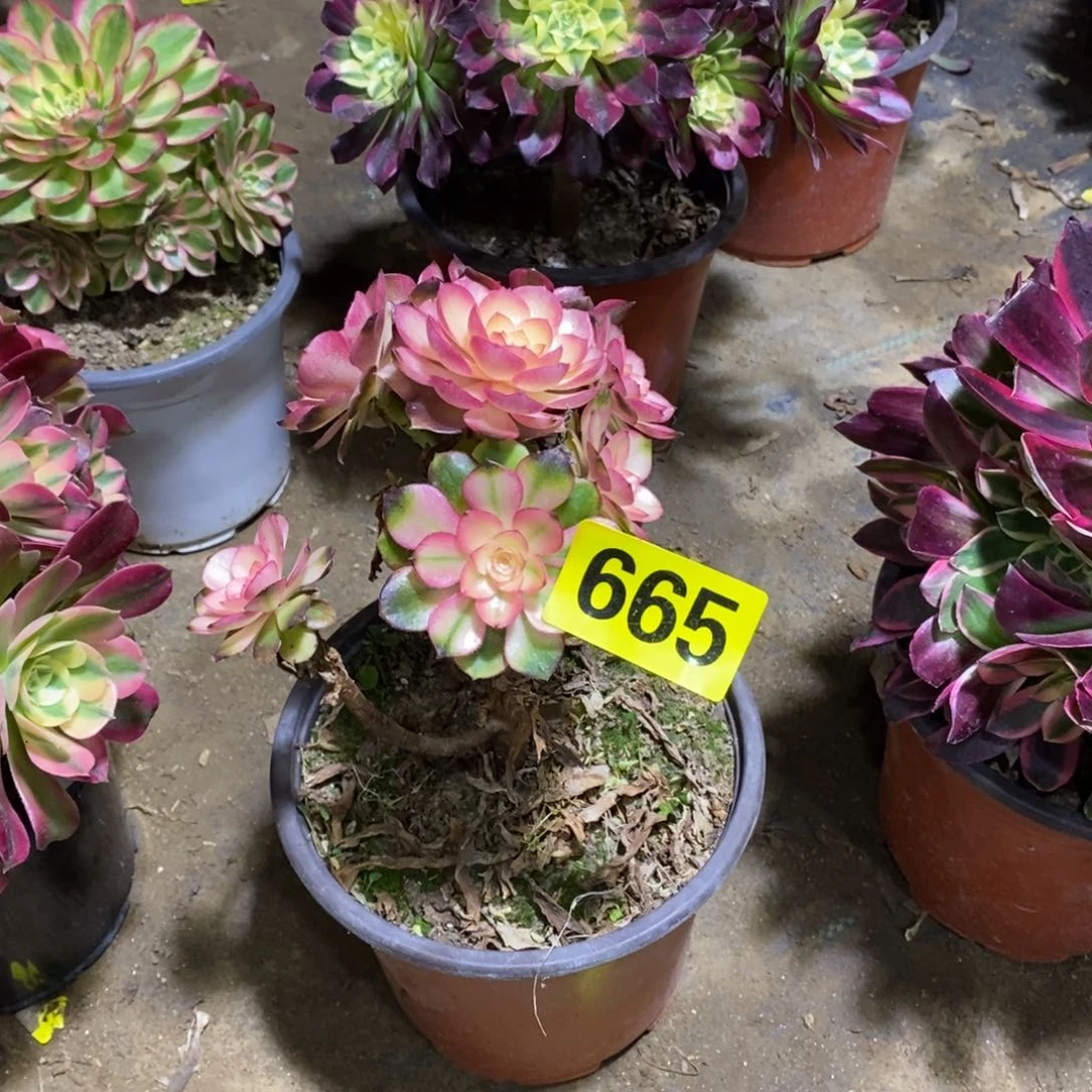 荔枝多肉法师有砍665