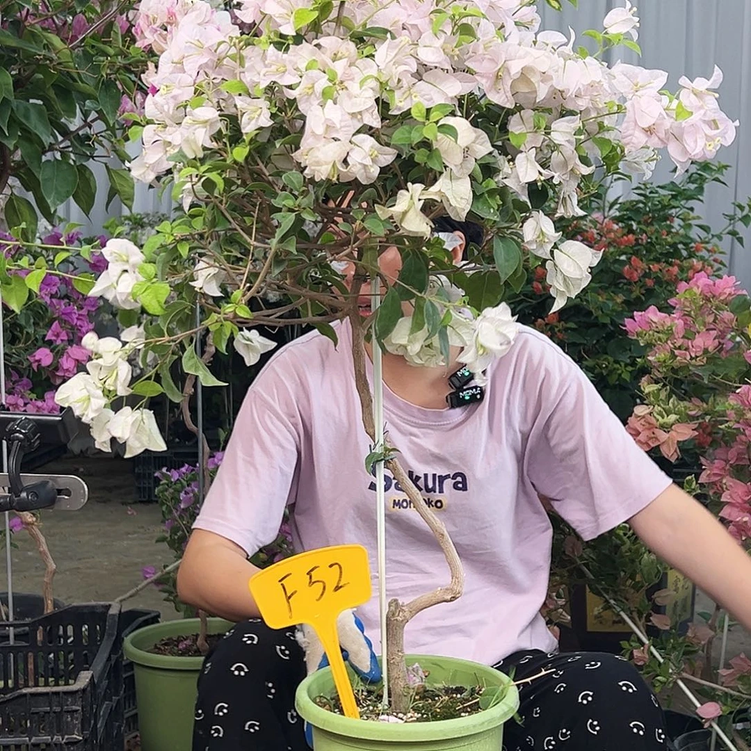 师***林大部分花苞少量开放F52苹果花