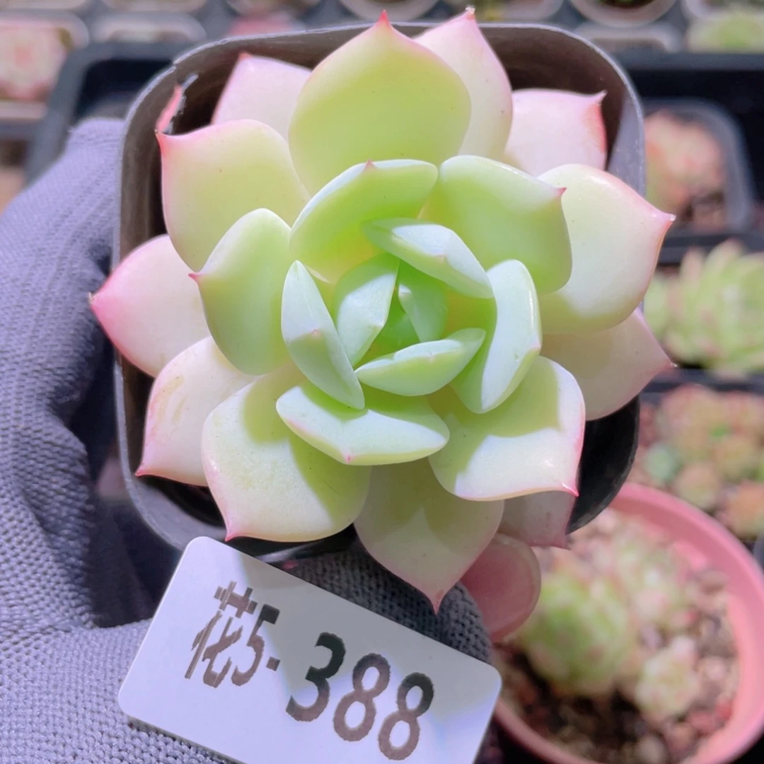 花利美5-388恋曲