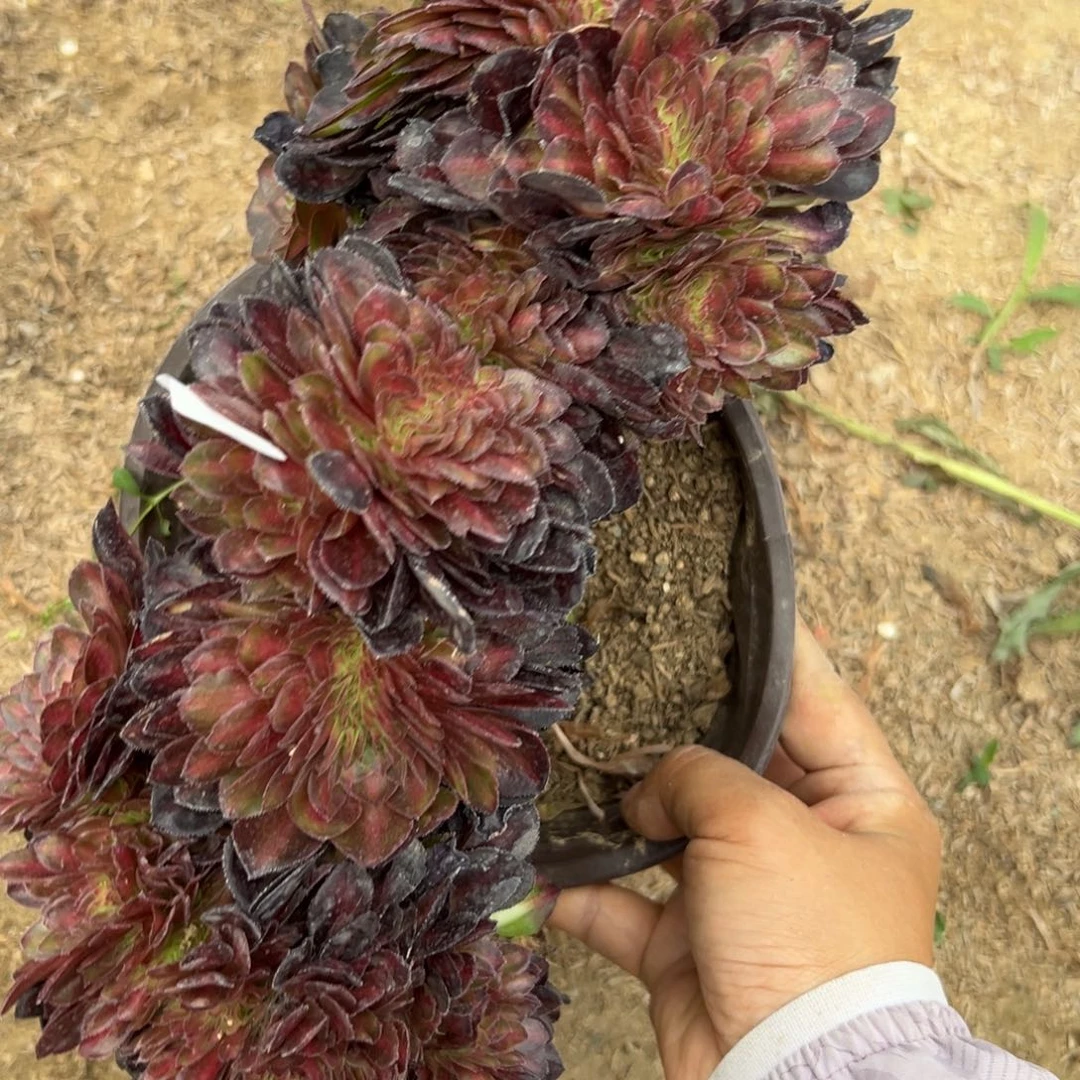 62红茶缀多肉植物系