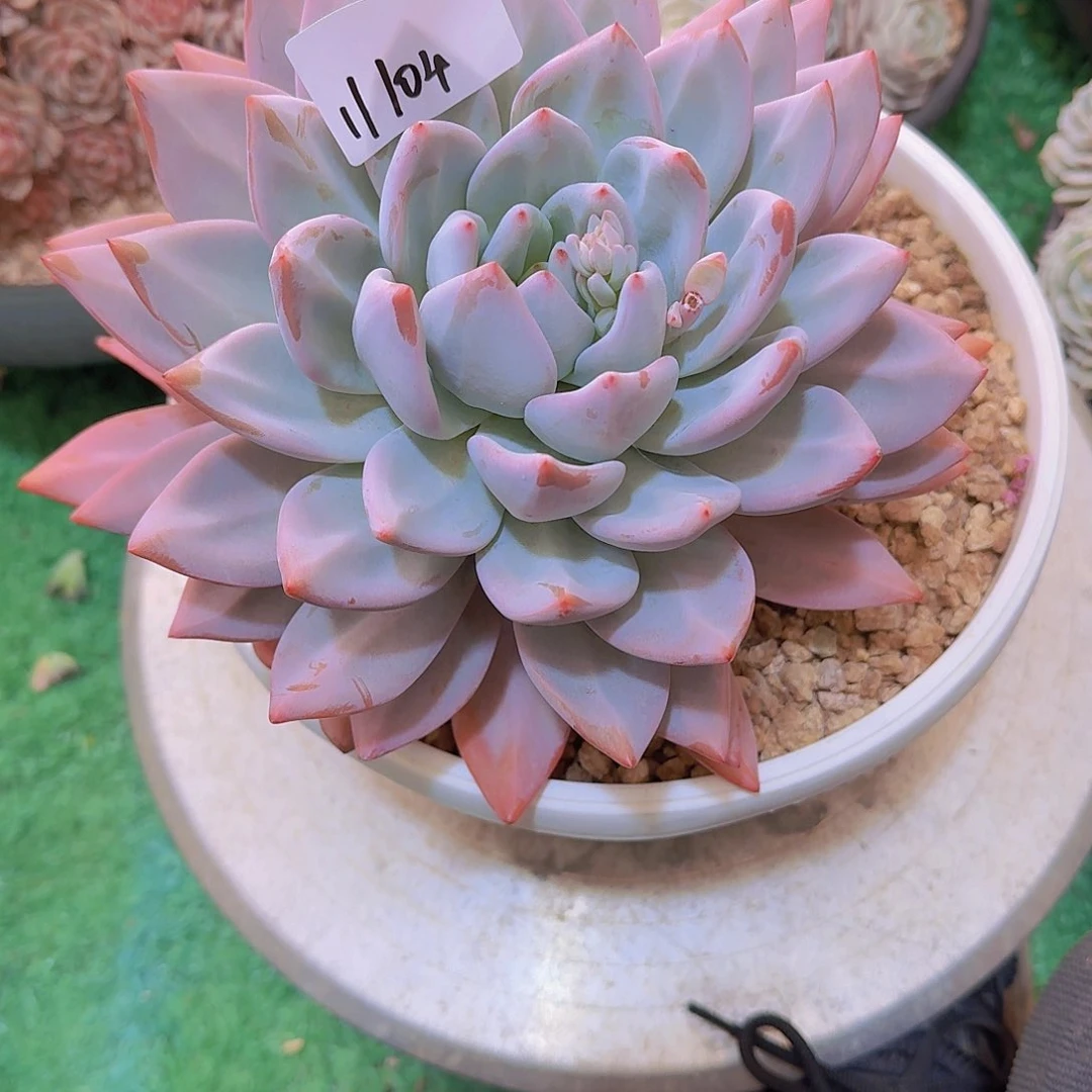 桃11104星星雪多肉