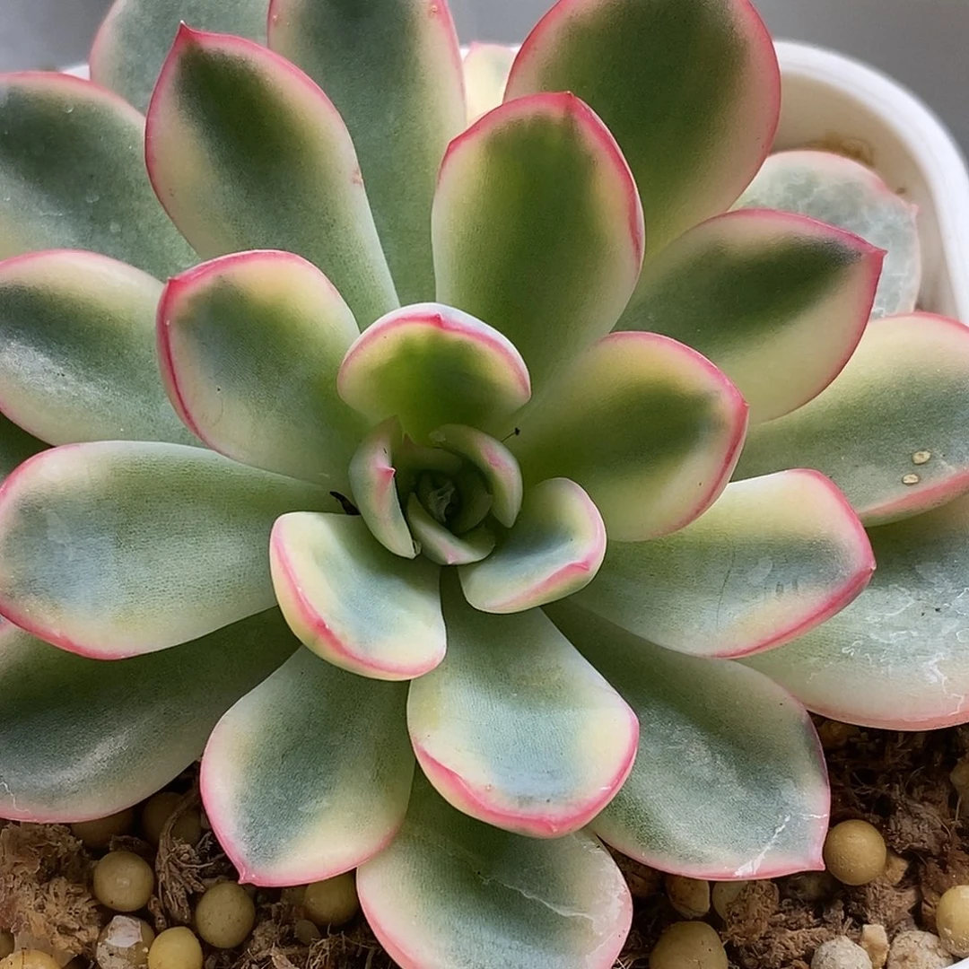 雨燕座锦一物一拍，