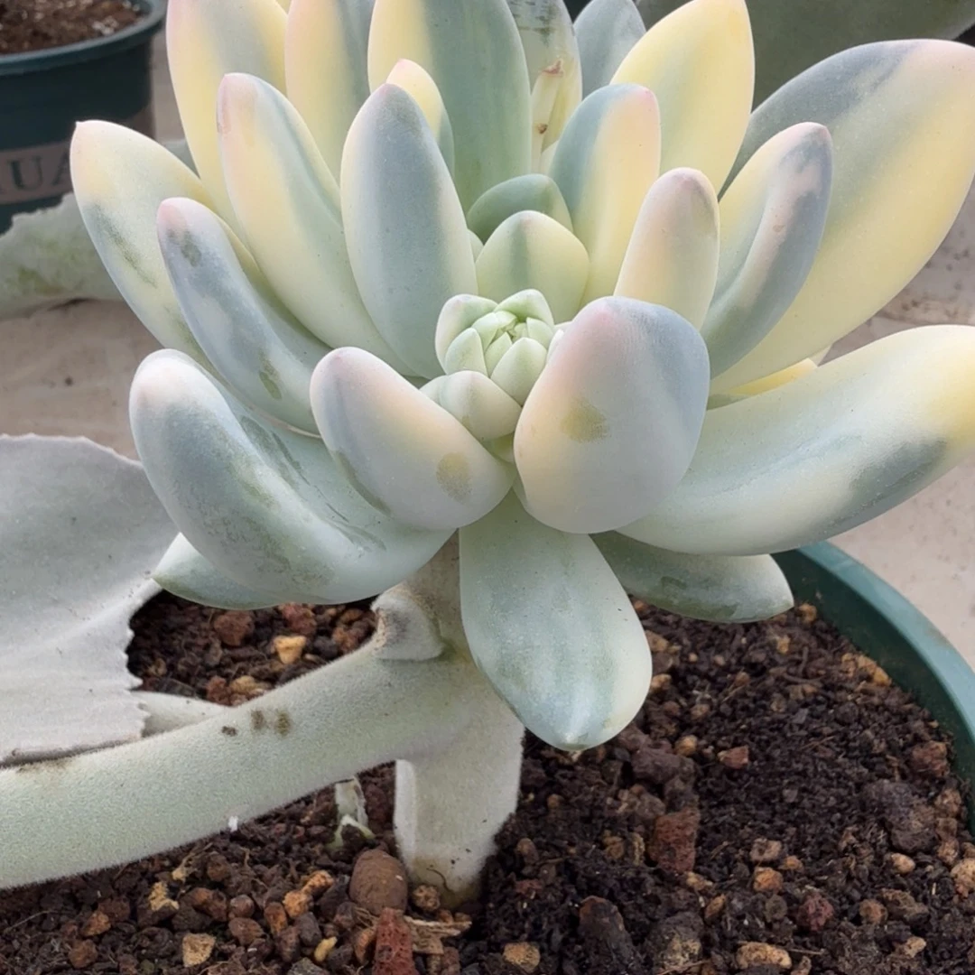 香水拉丝 安吉园艺锦