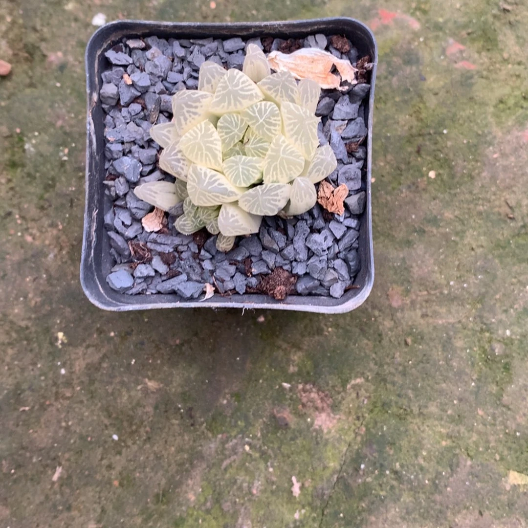 花***间别系糊斑玉露锦，带盆