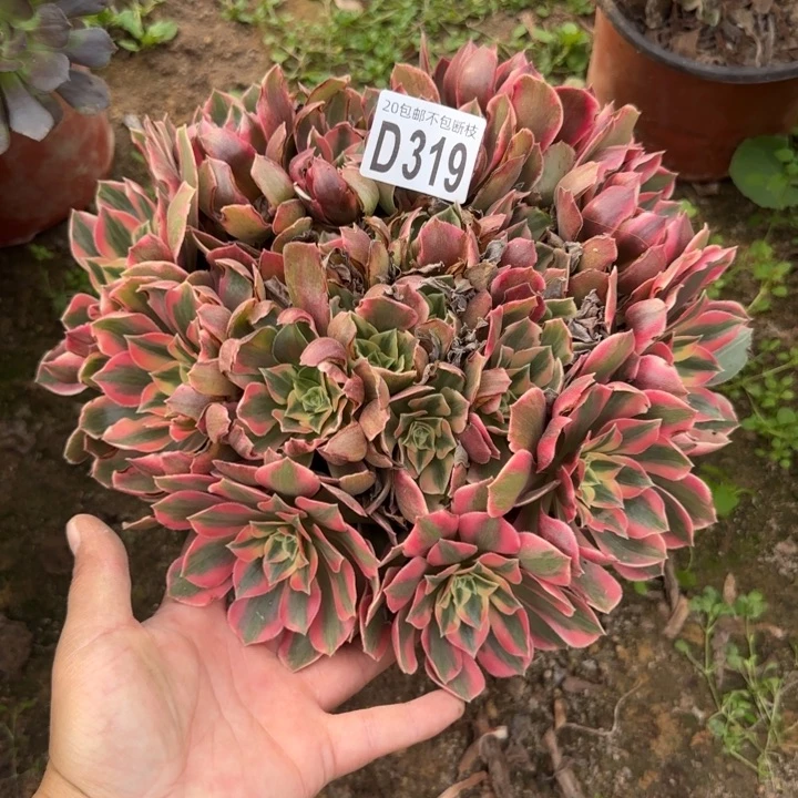 女妖……多肉植物……