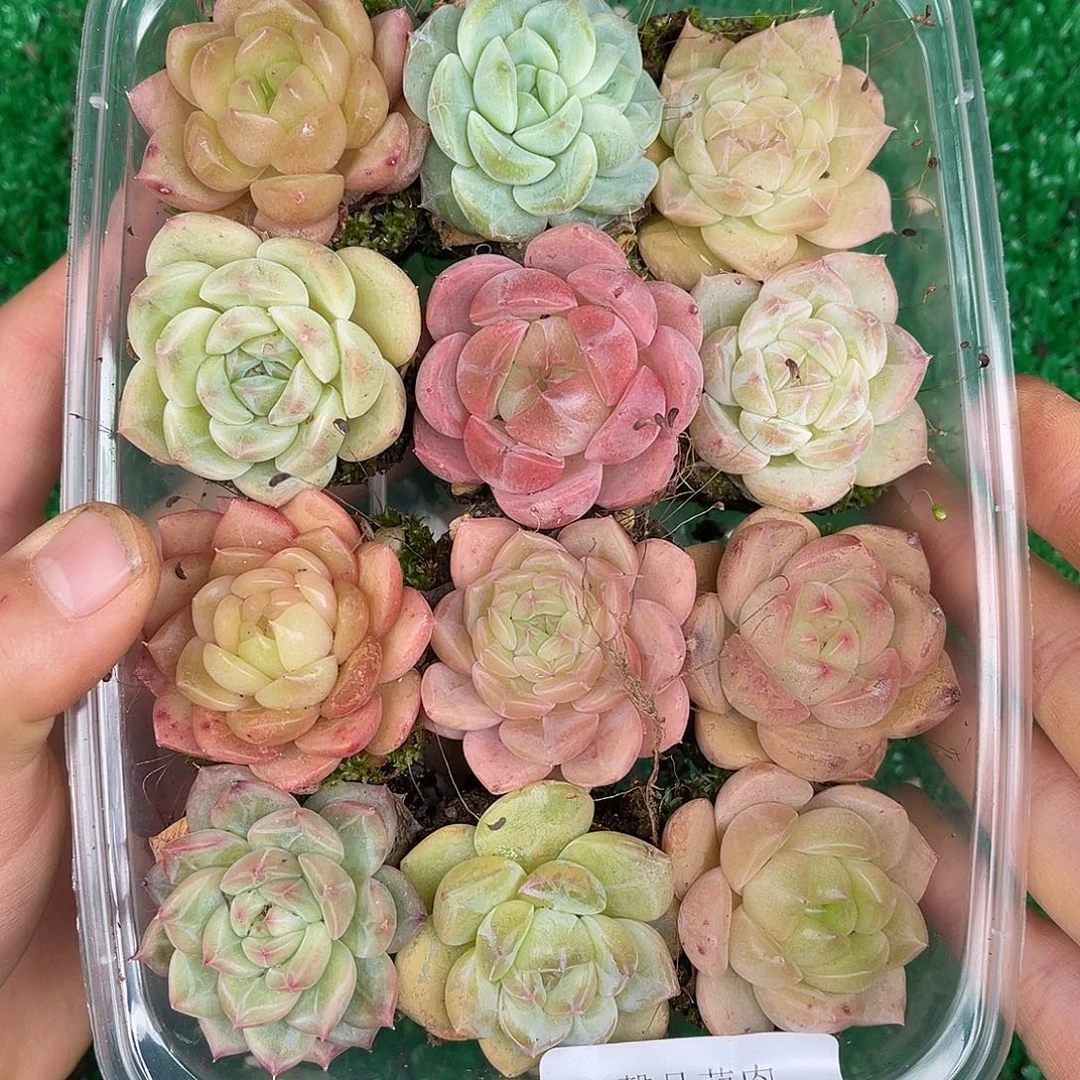 多肉一物一拍29-71