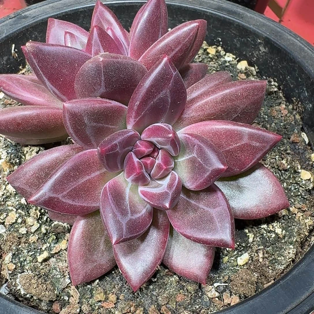 迷雾燃烧一颗福利炸