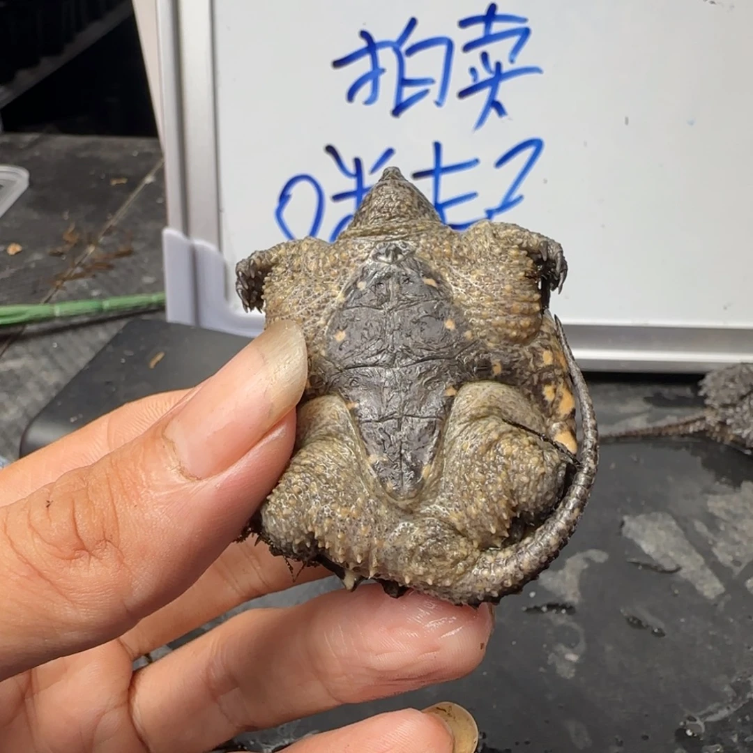 小鳄龟不分公母The