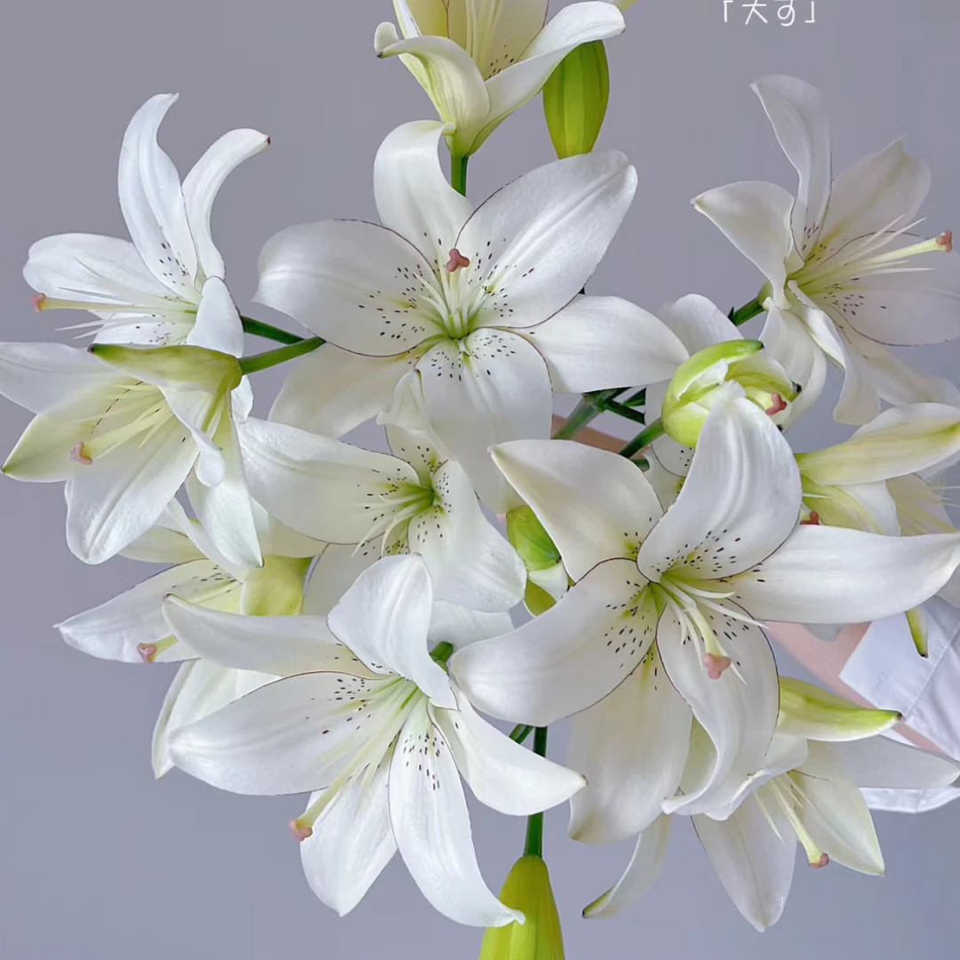 【亚洲百合】3棵【眼线】LA白色系开花早12/14百合阳台庭院种植耐